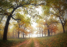 &nbsp; / осенние врата