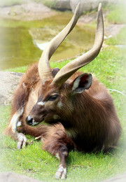 &nbsp; / Ситатунга (лат. Tragelaphus spekii) — вид антилоп из рода лесных антилоп (Tragelaphus). Ситатунге присущ полуводный образ жизни. Это не очень крупная тёмноокрашенная антилопа. Высота в холке более 1 м, масса до 125 кг. Самцы черновато-бурые, самки рыжеватые. На туловище — поперечные светлые полосы, которые иногда хорошо выражены, но чаще видны плохо, и тогда антилопа кажется одноцветной. На нижней стороне шеи расположены два полулунных пятна. Шерсть, несмотря на места обитания, длинная и густая. Рога есть только у самцов и длинные — более 90 см.
Главная особенность этого вида антилоп — удлинённые до 10 см и широко расставленные копыта, которые позволяют перемещаться по болотам.