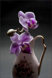 &nbsp; / Натюрморт