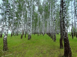 Люблю берёзу русскую / Люблю березу русскую,
То светлую, то грустную,
В белом сарафанчике,
С платочками в карманчиках,
С красивыми застежками,
С зелеными сережками.
Люблю ее, заречную,
С нарядными оплечьями,
То ясную, кипучую,
То грустную, плакучую.
Люблю березу русскую,
Она всегда с подружками
Весною хороводится,
Целуется, как водится,
Идет, где не горожено,
Поет, где не положено,
Под ветром долу клонится
И гнется, и не ломится!
(А. Прокофьев)