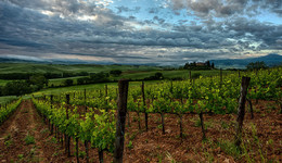 Утро на винограднике / Долина Орсия, Италия