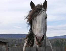 Красавец / Снято на Южном Урале в Бурзянском районе