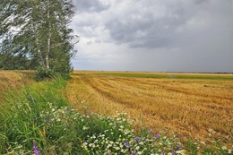 ветер / лето, поднялся ветер, за деревней, рядом лес, начинается уборка зерновых