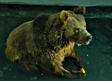 павага / ў няволі