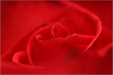 О красной нежности... / Люблю розы....
Дарить и фотографировать.
Самодельная макронасадка.