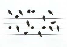 Мелодия птичьего оркестра... / Играли по нотам, даже что-то суразное выходит, если расставить длительности! :)