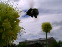 Полёт шмеля / Кадр был сделан с помощью обычной мыльницы.