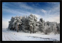 Зимний лес / Липецкая область, февраль 2008 года