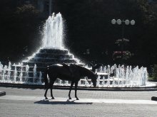 Ппргулка лошади при солнечном свете в центре Минска / Буз фотошопа