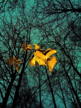 only yellow leaves / приснилось