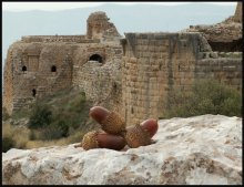 три орешка для историка / Израиль.руины замка Нимрод