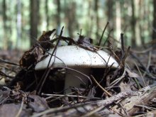 грибочег / обычный грибочек в лесу