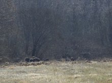 Завтрак медведя. / Настоящие дикие медведи в Витебской области. Снято с расстояния 38 метров. Так как мало зума, подходить ближе не хотелось. Могли и позавтракать фотографом.