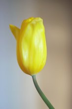 Гармония 2 / Еще один цветок для настроения :-)