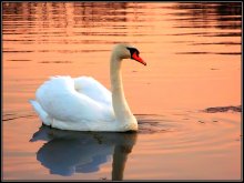 Лебедь на пруду... / Утренняя.