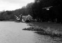 птички и домик / на озере