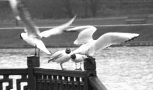 пацаны шухер) / утренние разлеты на дубровенке