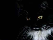 желтое и черное / ночью все кошки серы?