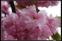 Сакура / Цветение японской вишни. Бруклинский ботанический сад, NY 2008