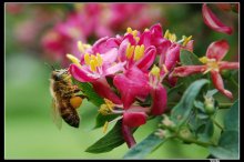 пчелка труженица / пчелка трудится ;-)