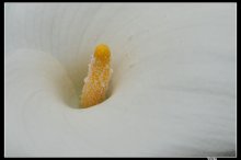 цветочек такой.... / цветочек в ботаническом саду