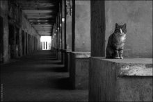 Cheshire Cat / снято в Питере, этой весной