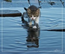 на заплыв / плавающие коты
