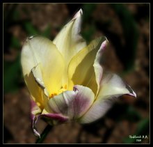 Тюльпан / Разные бутоны у тюльпанов!