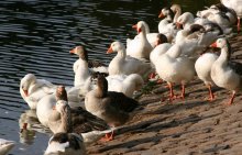 га-га-га / гуси, обычные гуси, которые плавают в озере в парке и греются на утреннем солнце