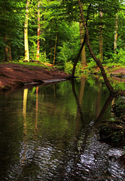 &nbsp; / Ручей в парке