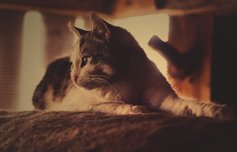 Котик Тишка / ...