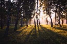 Лесные тени. / ***