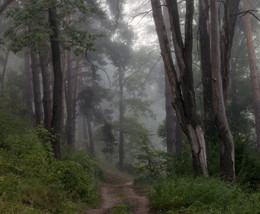 Путь через лес / ранее утро. туман