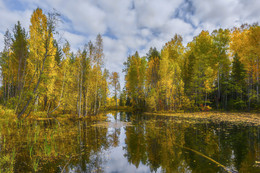Лесное озеро / Осень в лесу
