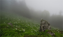 Цветы и камни / Раннее лето в горах Кавказа