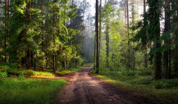 В июльском лесу / Природа Беларуси