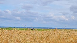 русское поле / лето в разгаре, колосится рожь, вдалеке трактор