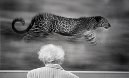 Красота спасет мир / ***