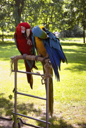 Два попугая / ***