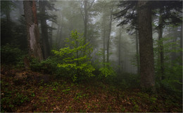 Туманный лес / ***