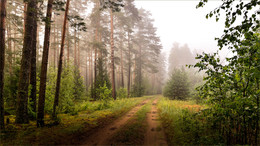 Перелесок / Природа Беларуси