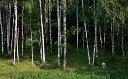 Грибник / Проплывает теплоход ...