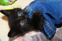 котенок / котенок в джинсах