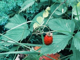 Wild strawberry / Ленинградская область