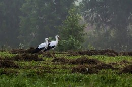 Рано утром / Утро.Туман.
