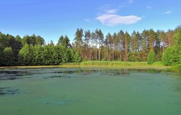 Затянуло тиной и ряской / Недаром озеро называется Рясник, уже к середине лета это неглубокое, прогретое озеро затянуто тиной и ряской.