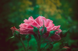 Роза в саду / Роза