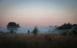 Утренний туман с птицами / Дачные пейзажи