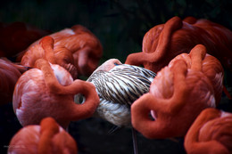 На посту / Оперение фламинго варьируется от белого до красного цвета. Интересно, что в отличие от большинства других птиц, подвижной частью клюва у фламинго, с помощью которого они фильтруют пищу из воды или ила, является не нижняя, а верхняя часть. Фламинго фильтруют базар в колониях Африки, Юго-Восточной и Центральной Азии, а также Южной и Центральной Америки. Более удачливый европейский собрат, розовый фламинго, отдыхает в лагунах на юге Испании, Франции и на Сардинии.