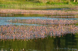 Красные водоросли или миллион розовых фламинго / Не знаю,что это за растения на озере,но смотрятся очень эффектно